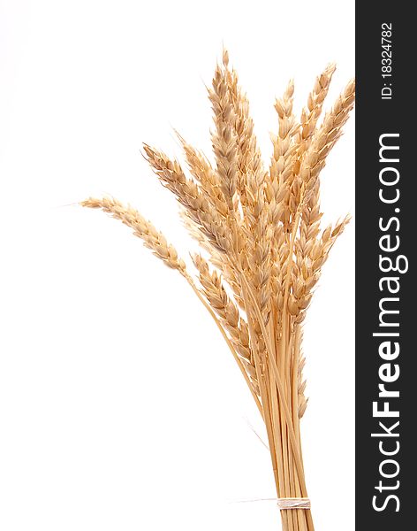 Wheat ears on white background