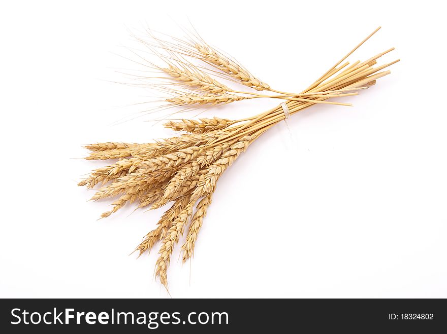 Wheat ears on white background