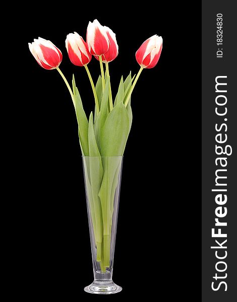 Red tulips in vase isolated