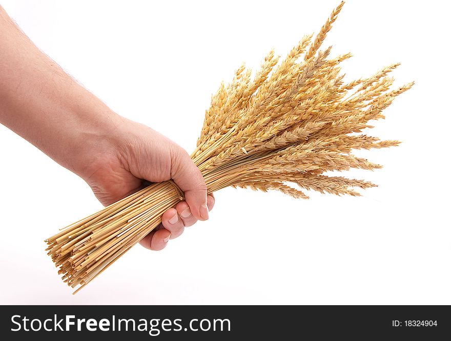 Hand hold wheat ears on white