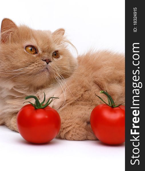Macro cat and fresh tomatoes. Macro cat and fresh tomatoes