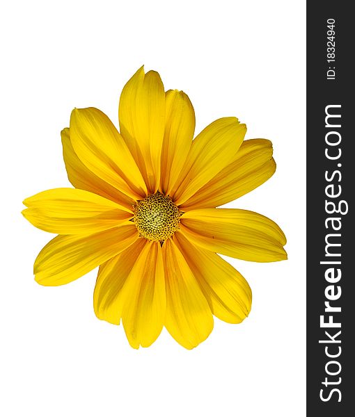 Sunflower frame on white background. Sunflower frame on white background