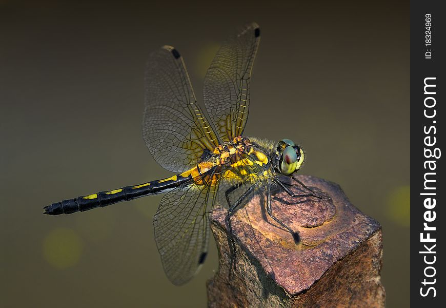 Dragonfly sits on a rusty metal rod