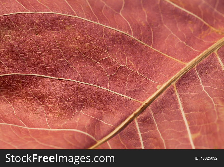 Close up of abstract autumn leaf background