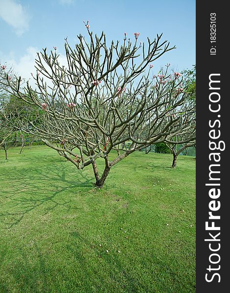 Plumeria tree with green grass