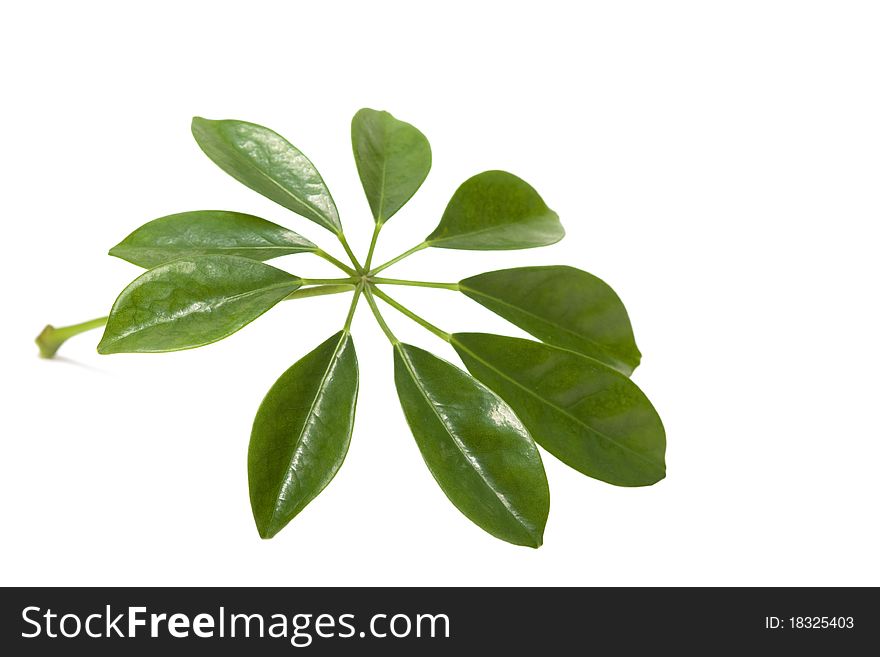 Green leaf isolated over white