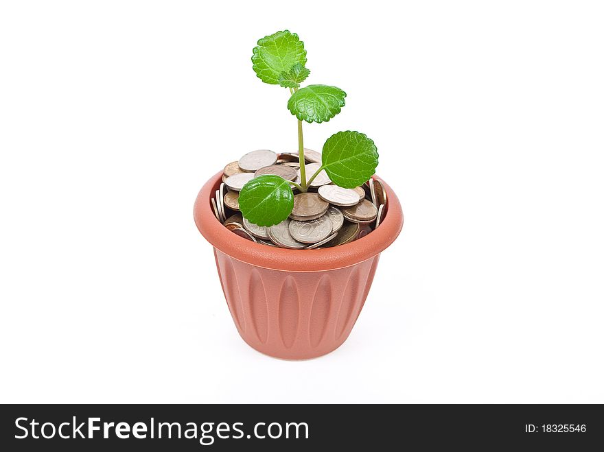 Seedling Growing In Money