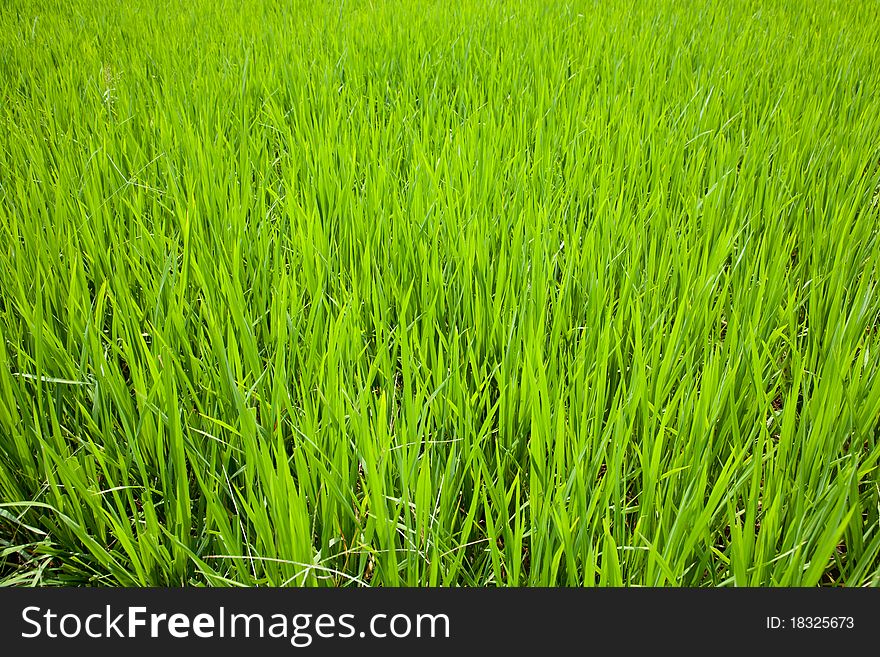 Fresh green paddy rice field