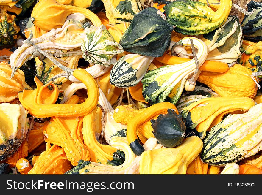 Variety of small pumpkins of various color s and shapes. Variety of small pumpkins of various color s and shapes