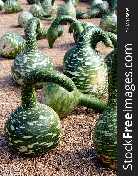 Field of green gourds on hay. Field of green gourds on hay