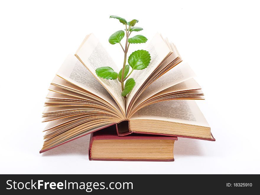 Green sprout growing from open book on white