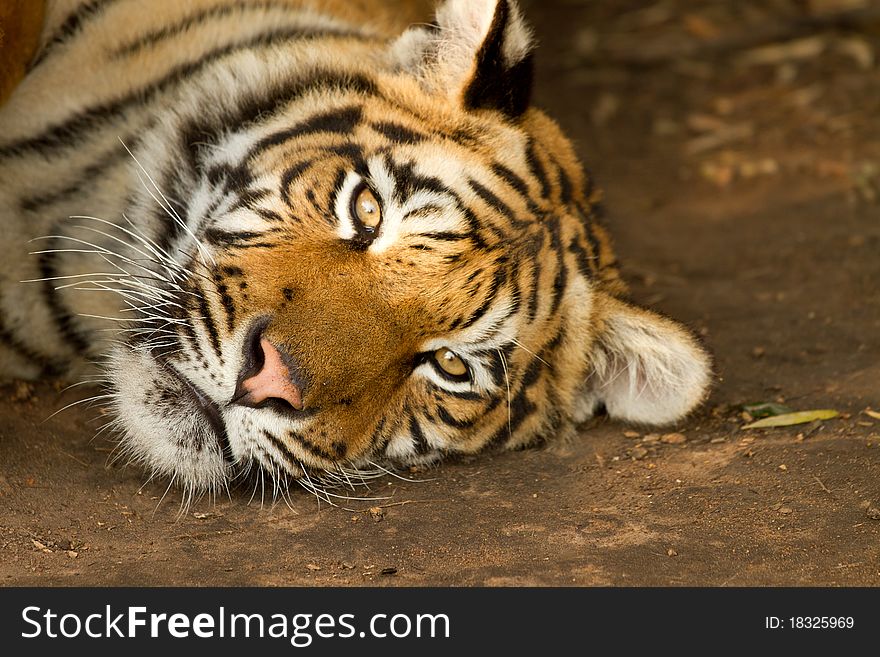 Two year old tiger lazy tiger alert of its surroundings. Two year old tiger lazy tiger alert of its surroundings