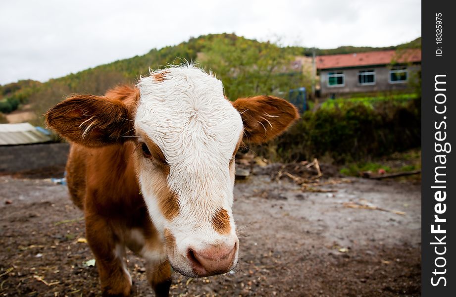 Cute small calf is staring at camera.