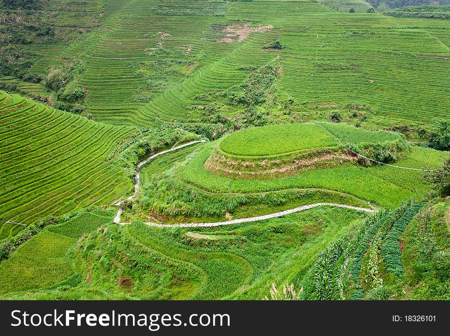 Rural Landscape Of Paddy Terraces