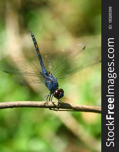 Dragonfly (Trithemis festiva) Commonly known as the Indigo Dropwing, rests on a twig basking in sunshine. Dragonfly (Trithemis festiva) Commonly known as the Indigo Dropwing, rests on a twig basking in sunshine.