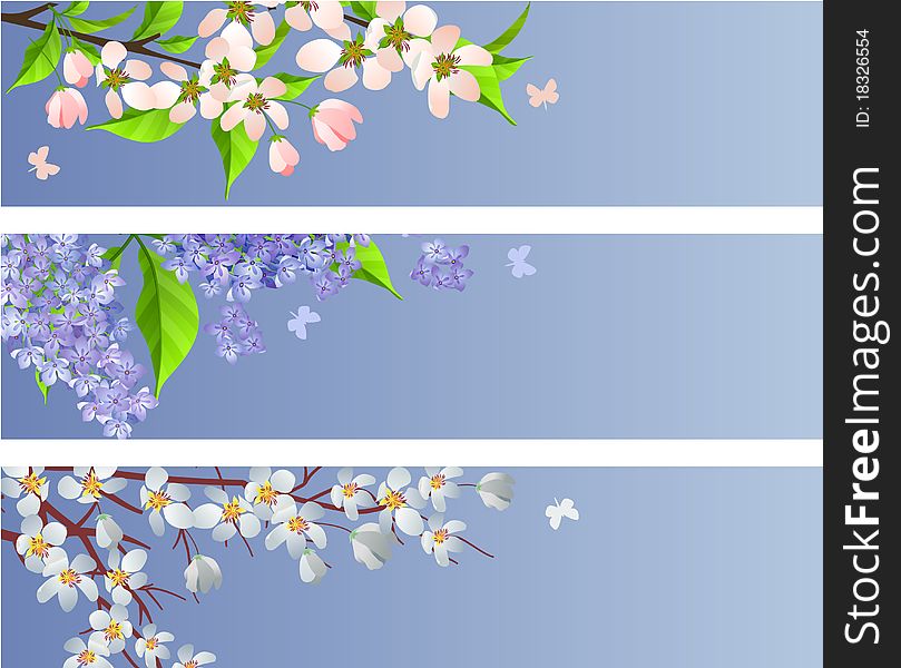 Collection of blossoming branches of apple,lilac and cherry. Collection of blossoming branches of apple,lilac and cherry