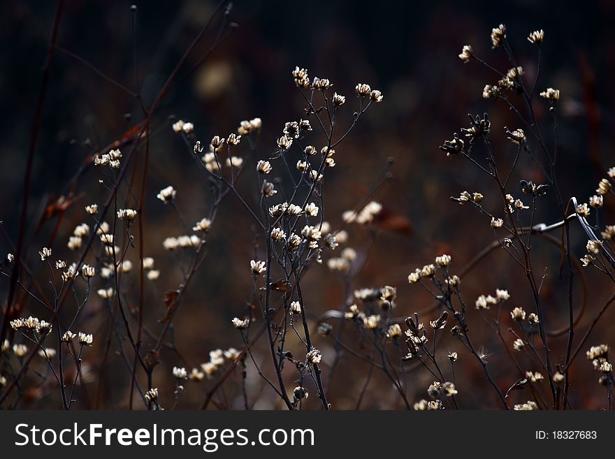 Dry grass on a dark background in backlit.