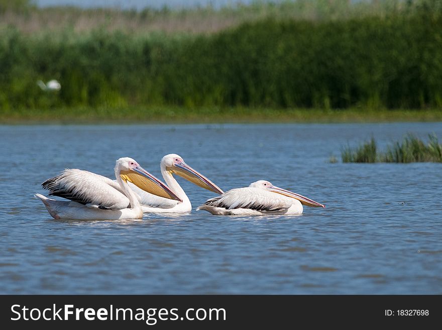 Great White Pelicans on water, in Danube Delta