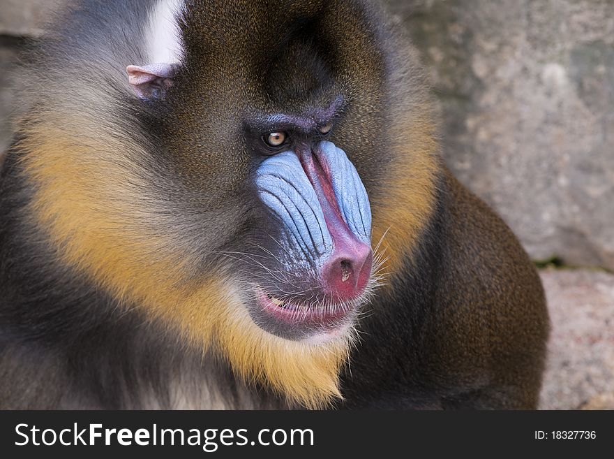 Drill Monkey (Mandrillus leucophaeus) Portrait. Drill Monkey (Mandrillus leucophaeus) Portrait