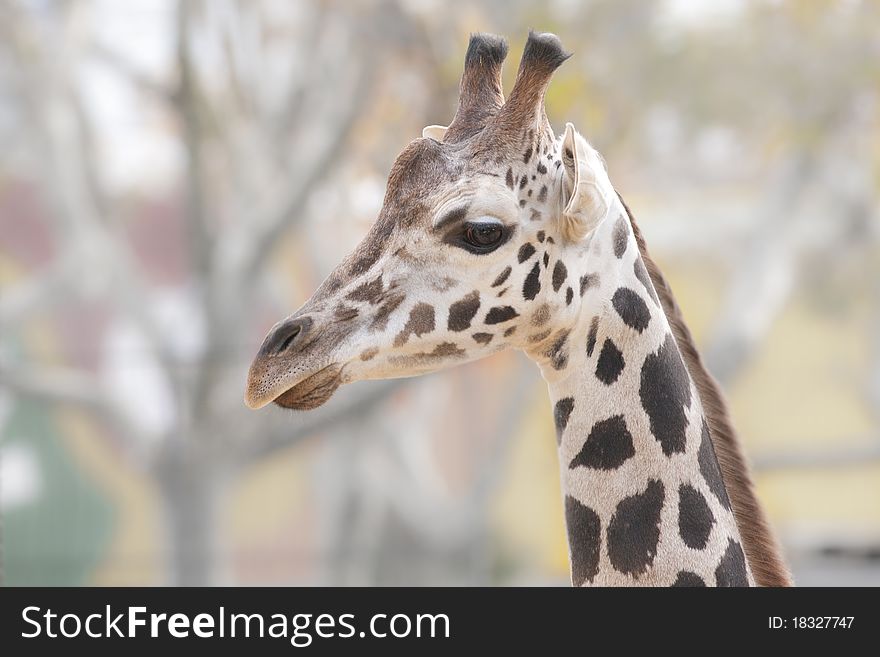 Giraffe (Giraffa camelopardalis) Portrait Animal. Giraffe (Giraffa camelopardalis) Portrait Animal