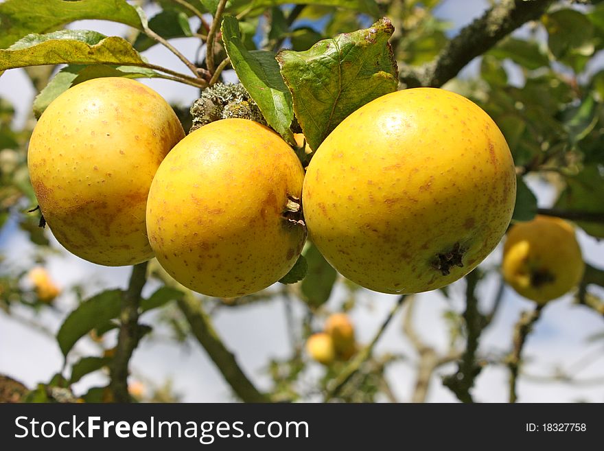 Three Apples of a Vintage Variety on the Tree. Three Apples of a Vintage Variety on the Tree.