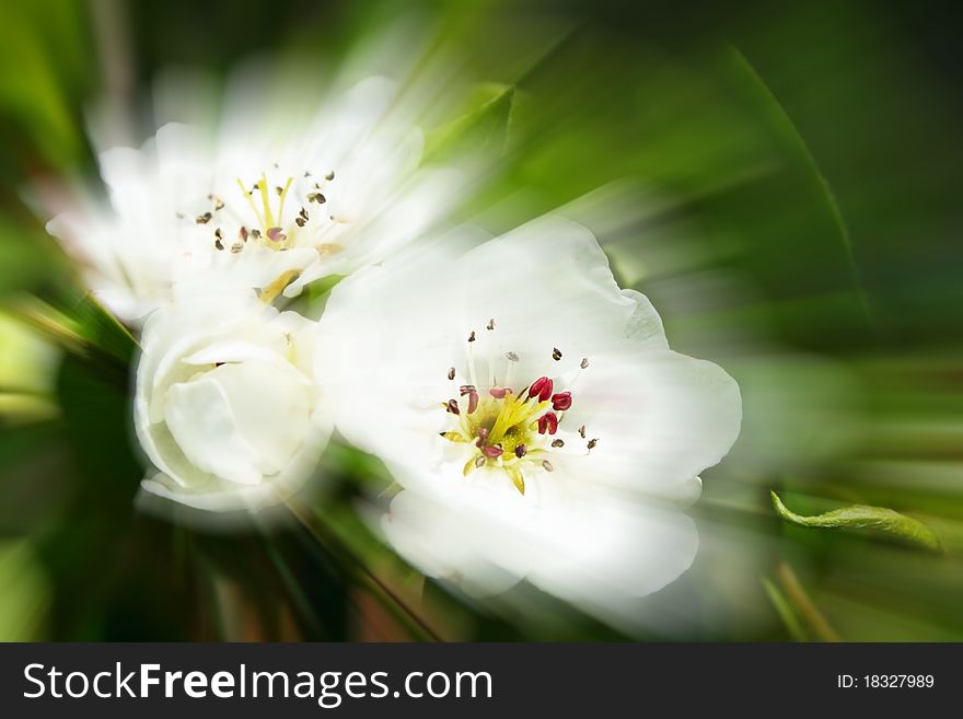 Blossom pear-tree flowers leaves and sprouts. Blossom pear-tree flowers leaves and sprouts