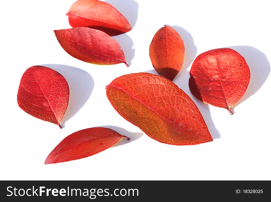 Red autumn leaves of highbush blueberry over white. Red autumn leaves of highbush blueberry over white