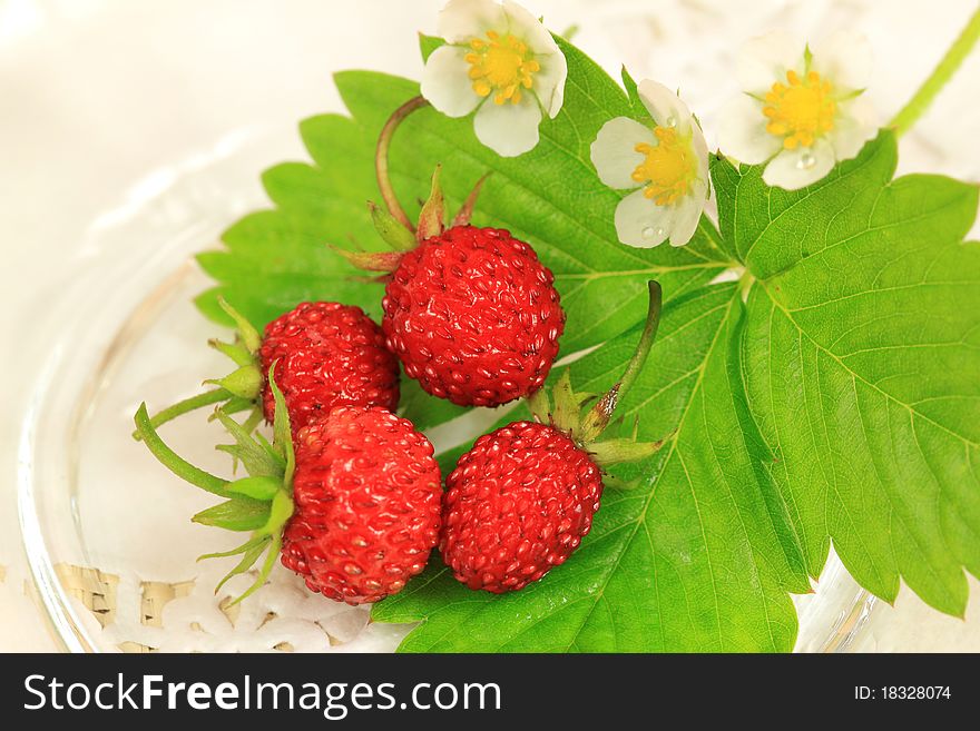 Close up of wild strawberries. Close up of wild strawberries