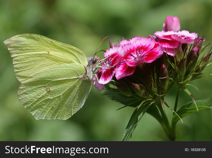 Green butterfly flitting a pink flower. Green butterfly flitting a pink flower
