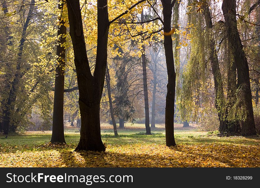 Trees in autumn park