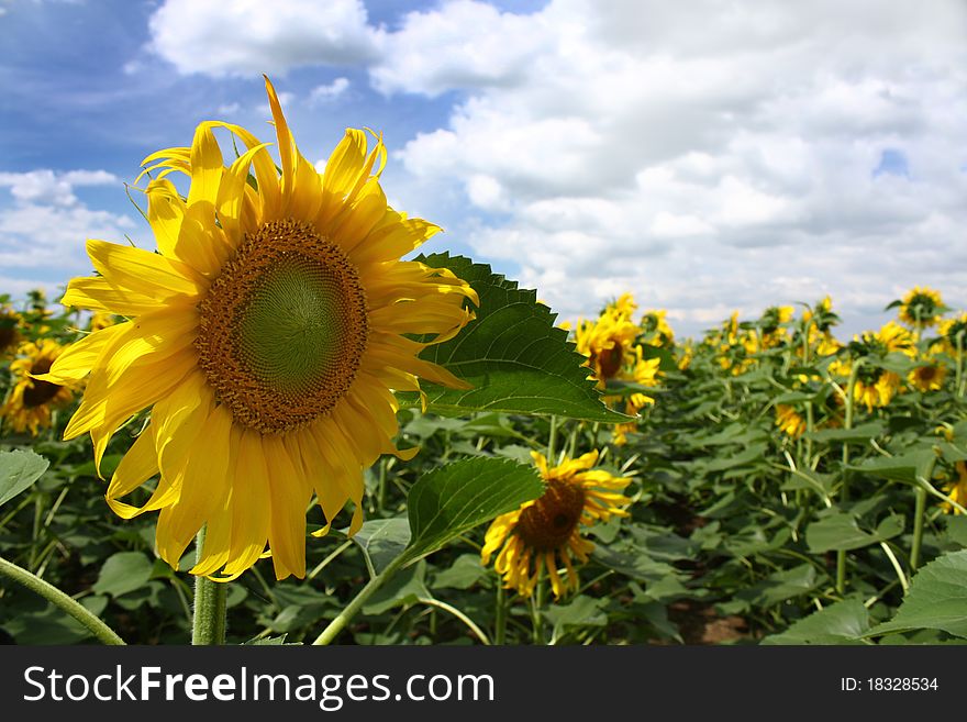 Sunflowers against the blue sky on field
