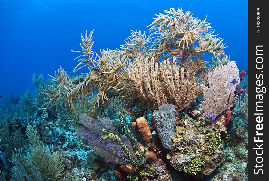 Coral Gardens off the coast of Roatan Honduras