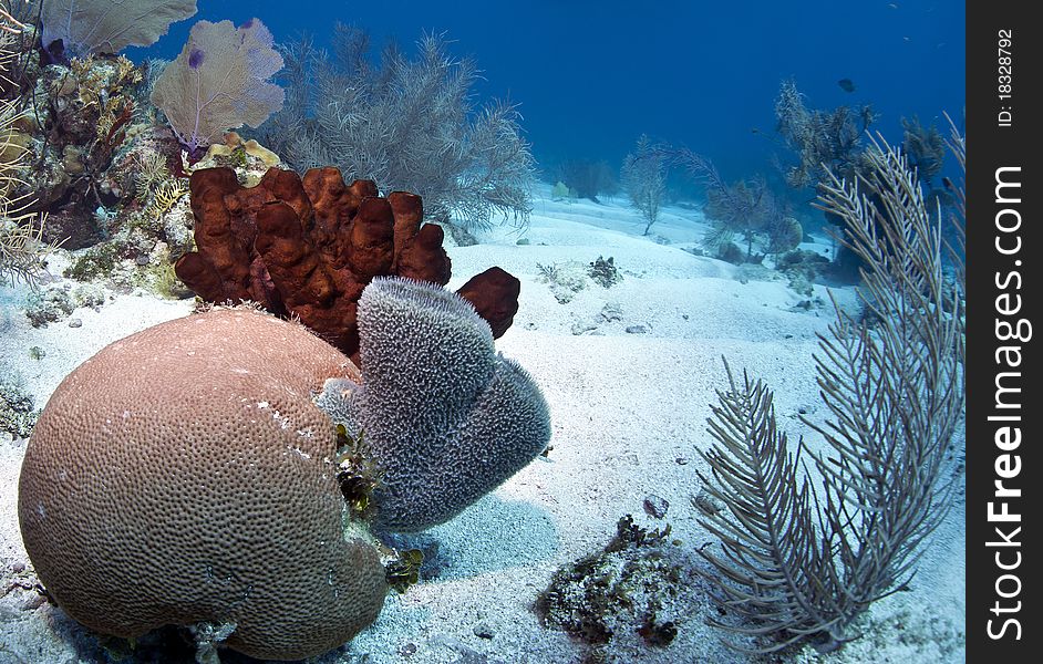 Coral Gardens off the coast of Roatan Honduras