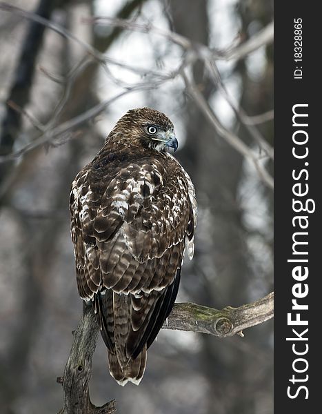 Red Tailed Hawk (Buteo Jamaicensis)