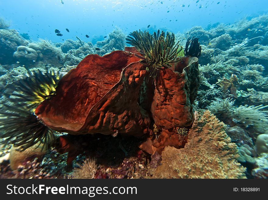 Coral gardens off the coast of Bunaken island. Coral gardens off the coast of Bunaken island