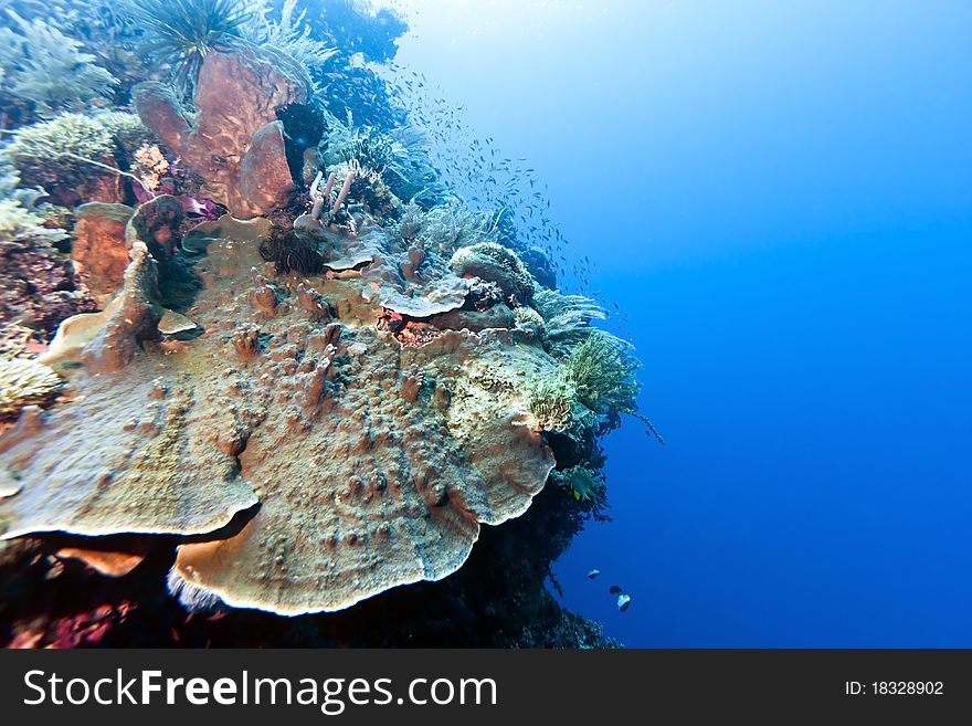 Coral gardens off the coast of Bunaken island. Coral gardens off the coast of Bunaken island