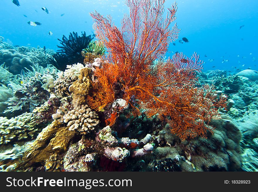 Coral gardens off the coast of Bunaken island  with Gorgonian sea fans. Coral gardens off the coast of Bunaken island  with Gorgonian sea fans