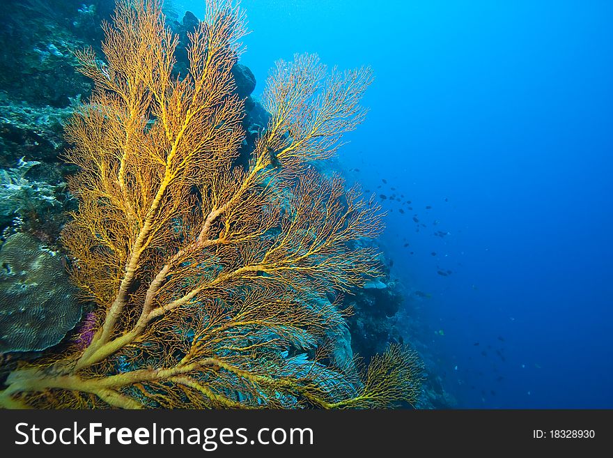 Coral gardens off the coast of Bunaken island  with Gorgonian sea fans. Coral gardens off the coast of Bunaken island  with Gorgonian sea fans