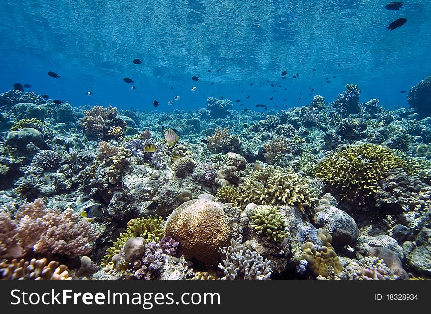 Coral gardens off the coast of Bunaken island. Coral gardens off the coast of Bunaken island