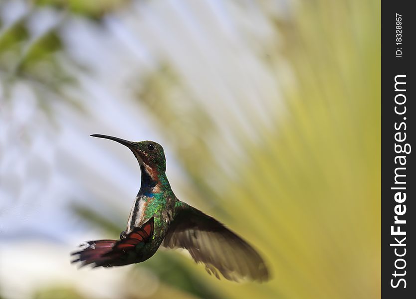 Green-breasted Mango (Anthracothorax prevostii) male hummingbird in Roatan Honduras