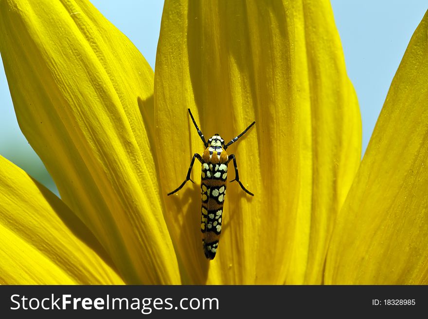 Webworm on sunflower in Central Park, New York in summer. Webworm on sunflower in Central Park, New York in summer