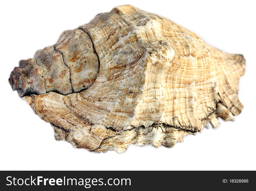 Concha seashell