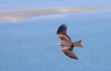Black Kite Flying Over Sea And Small Empty Island Royalty Free Stock Photo