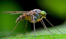 Long-legged Fly Stock Image