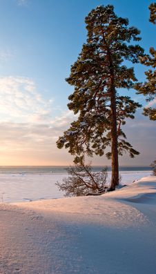Lone Pine Tree On The Beach Royalty Free Stock Photo