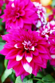 Dahlia Royalty Free Stock Photos
