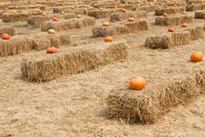 Pumpkin And Straw Stock Photography Pumpkin And Straw Stock Photography
