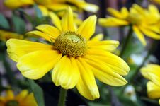 Yellow Flowers Stock Photos Yellow Flowers Stock Photos