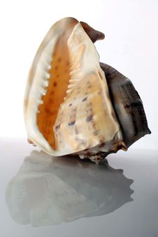 Conch Shell Royalty Free Stock Photography