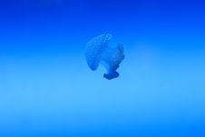 Jellyfish - Phyllorhiza Punctata Royalty Free Stock Photos Jellyfish - Phyllorhiza Punctata Royalty Free Stock Photos